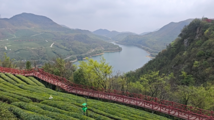 上春山品春茶,贵州春日别样悠然